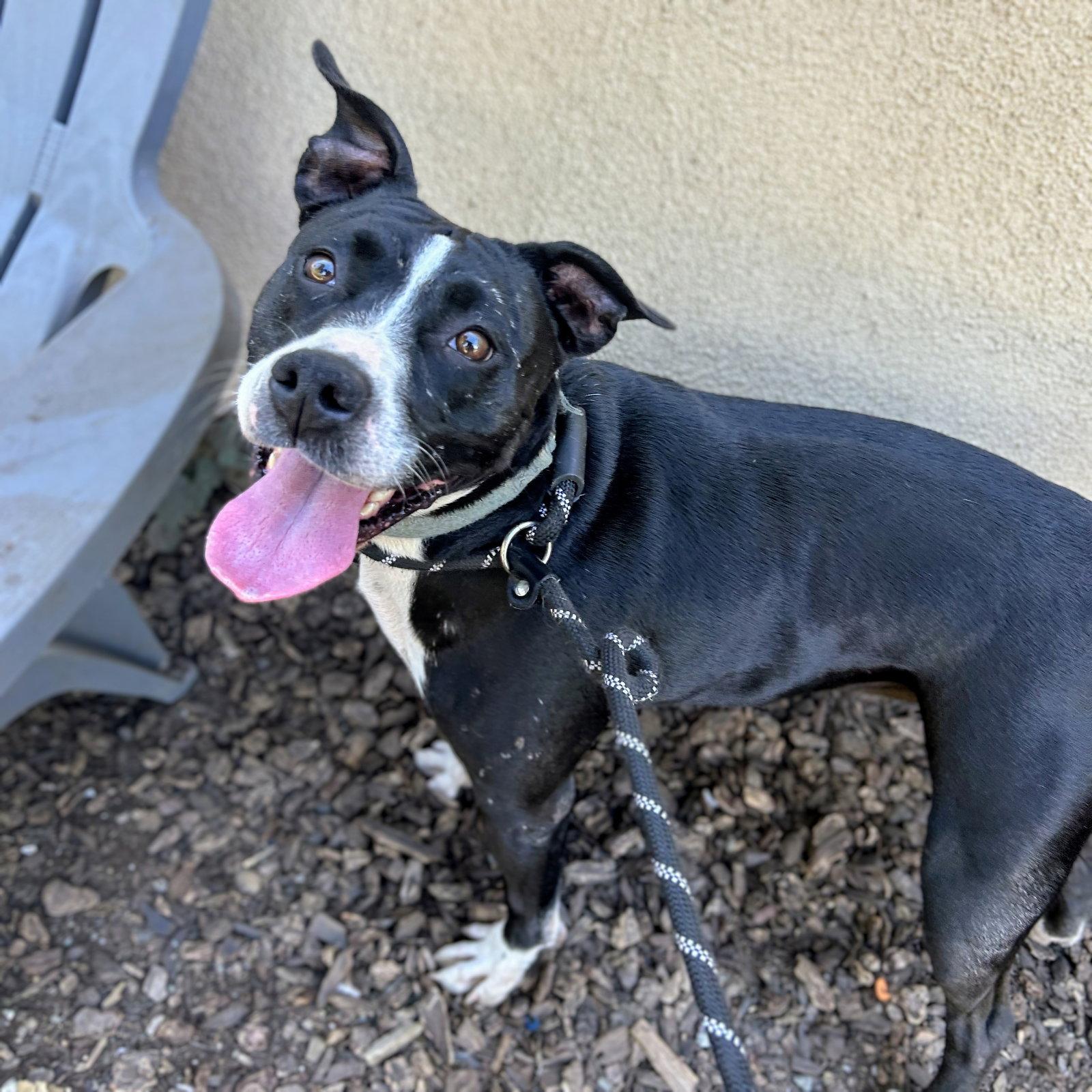 Moxie, Adoptable, Adult Female Pit Bull Terrier.