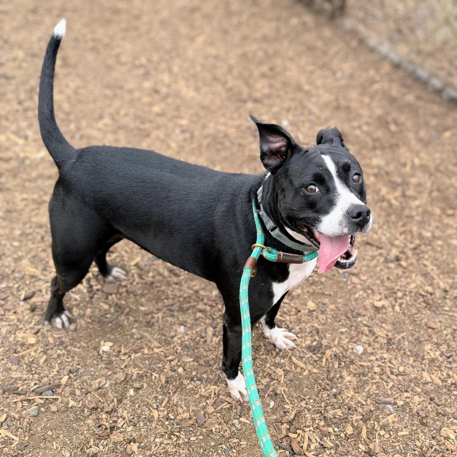 Enlarge Moxie, a Adoptable Pit Bull Terrier in Oakland, CA image 2/3
