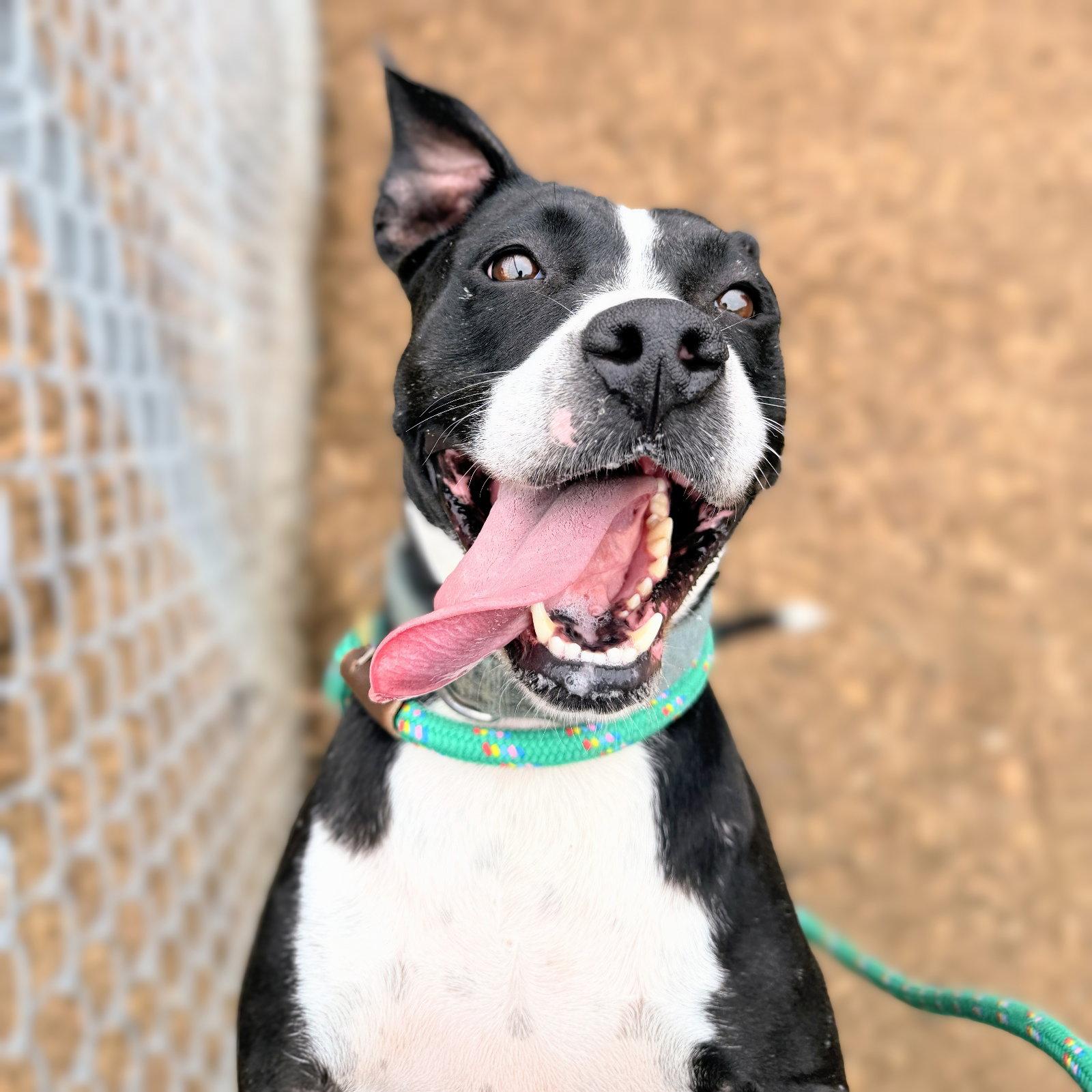 Enlarge Moxie, a Adoptable Pit Bull Terrier in Oakland, CA image 3/3
