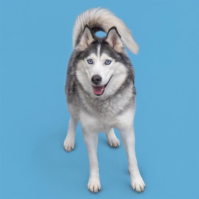 NICCOLE, Adoptable, Adult Female Siberian Husky.