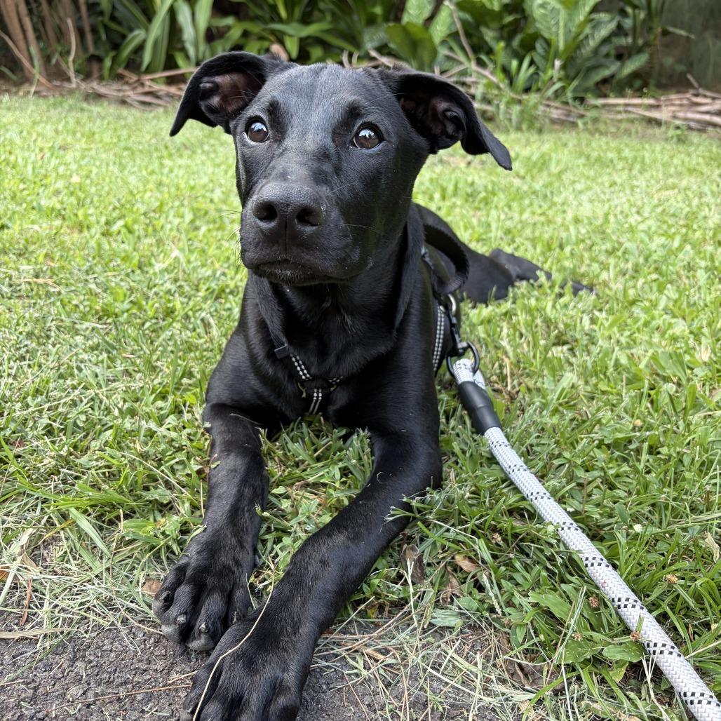 Bella, Adoptable, Puppy Female Black Labrador Retriever & Mixed Breed.