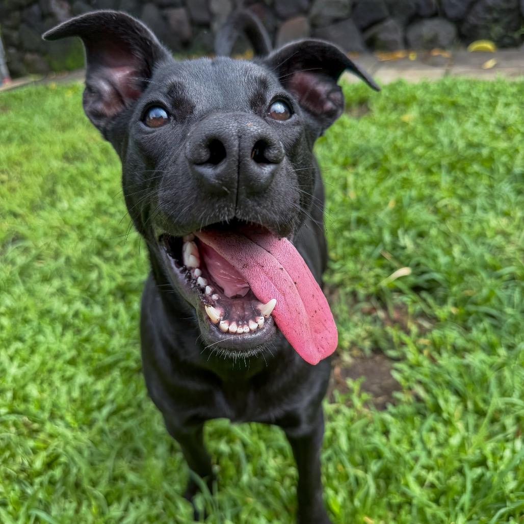 Enlarge Bella, a Adoptable mixed breed in Keaau, HI image 2/6