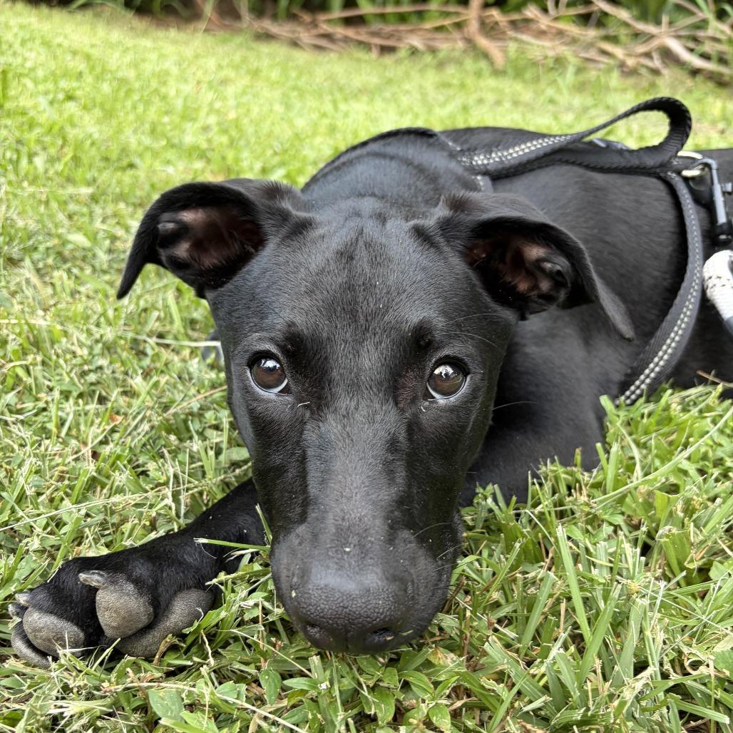 Enlarge Bella, a Adoptable mixed breed in Keaau, HI image 3/6