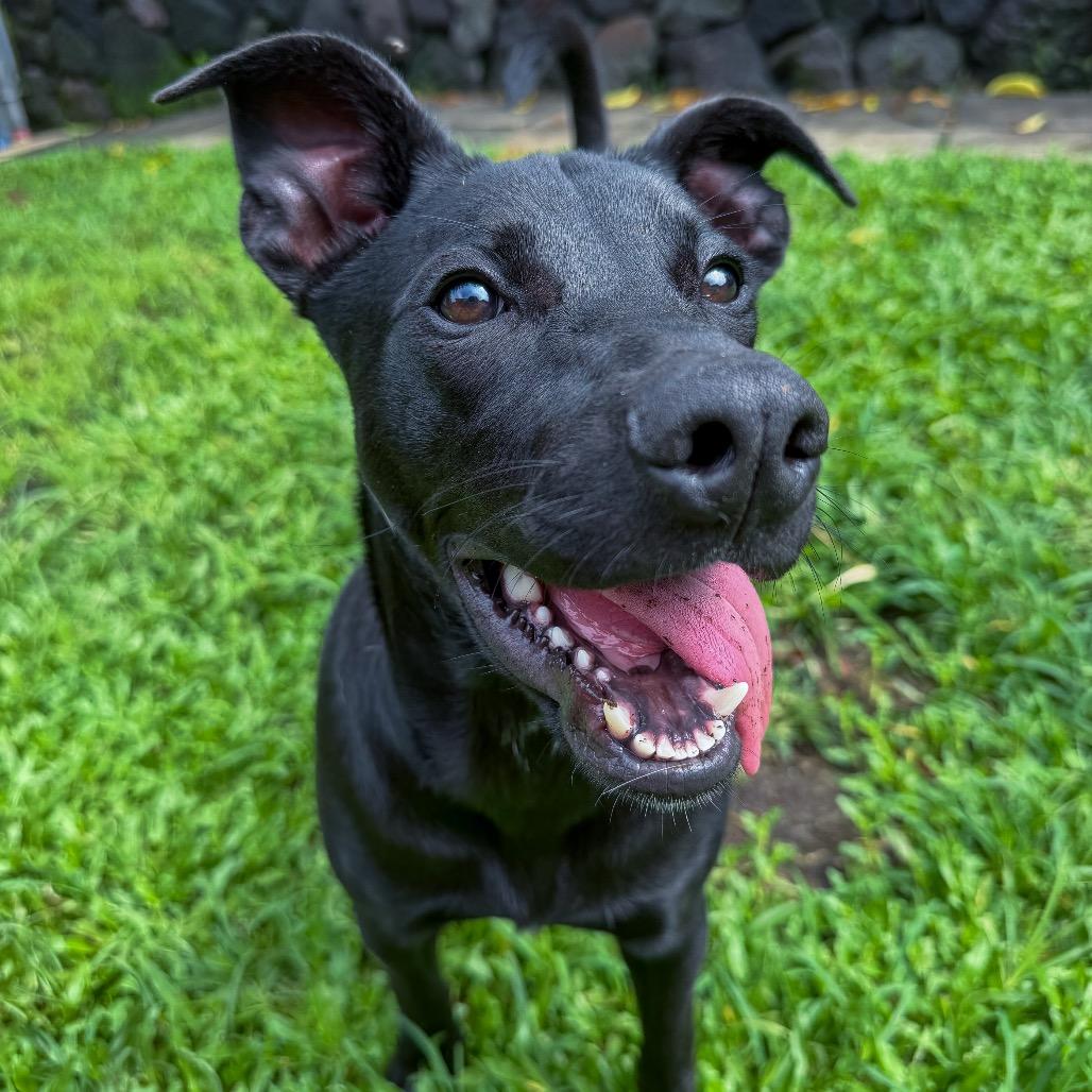 Enlarge Bella, a Adoptable mixed breed in Keaau, HI image 4/6