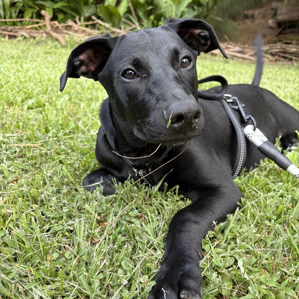 Enlarge Bella, a Adoptable mixed breed in Keaau, HI image 5/6