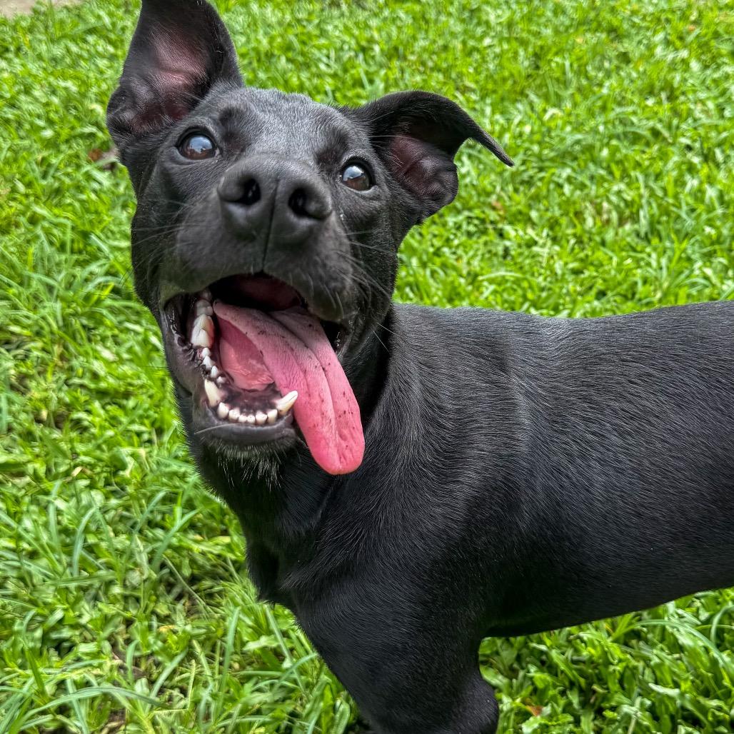 Enlarge Bella, a Adoptable mixed breed in Keaau, HI image 6/6