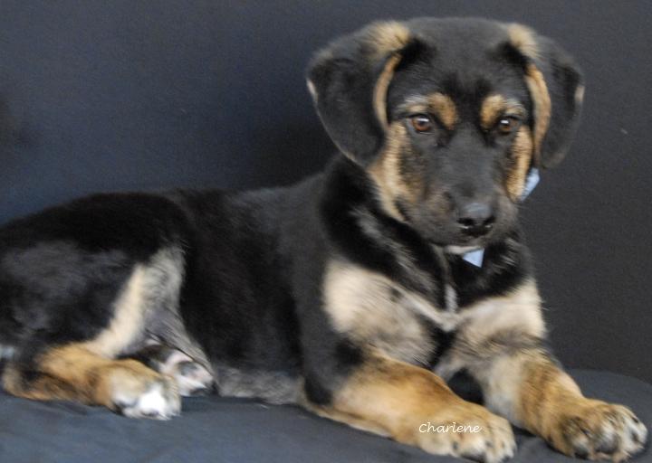 Enlarge Locash, an adopted mixed breed in Newland, NC image 1/2