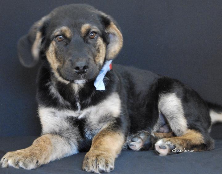 Enlarge Locash, an adopted mixed breed in Newland, NC image 2/2