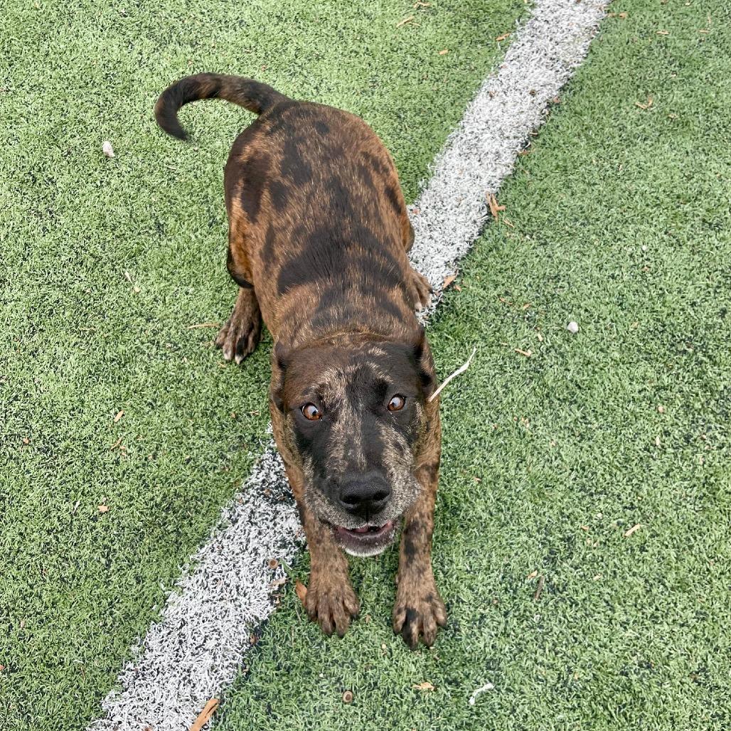 Muriel, a Adoptable Mixed Breed in Memphis, TN image 1/6