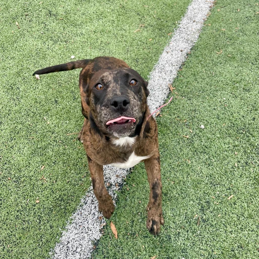 Muriel, a Adoptable Mixed Breed in Memphis, TN image 2/6