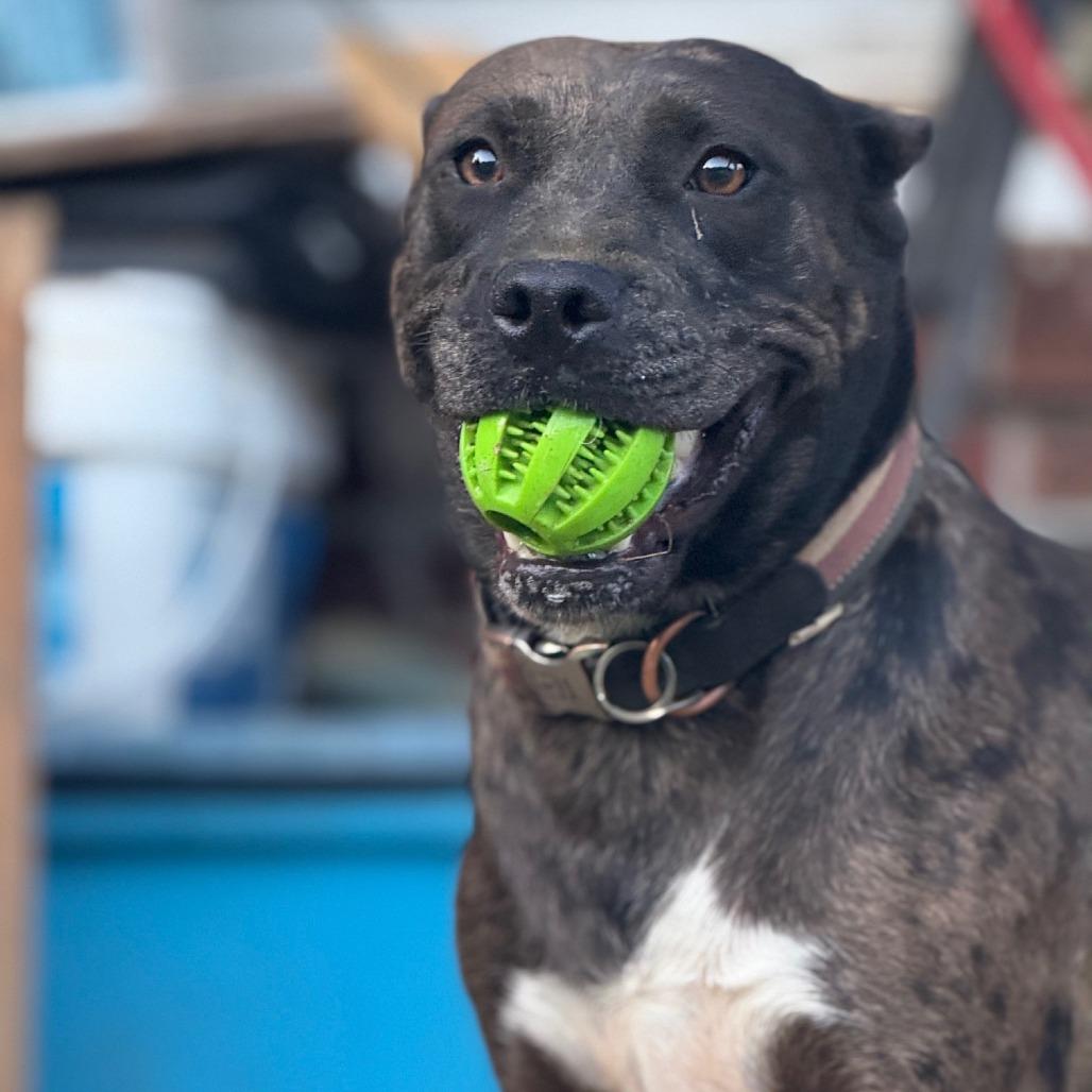 Muriel, a Adoptable Mixed Breed in Memphis, TN image 3/6
