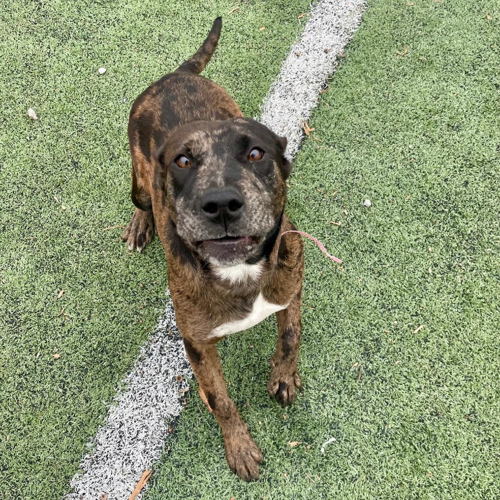 Muriel, a Adoptable Mixed Breed in Memphis, TN image 4/6