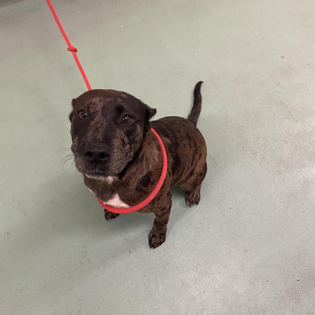 Muriel, a Adoptable Mixed Breed in Memphis, TN image 5/6