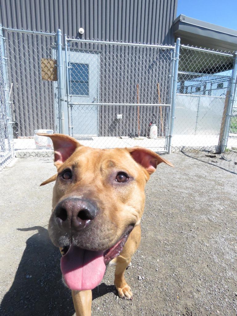 Enlarge Trillium, a Adoptable mixed breed in Van Wert, OH image 1/4