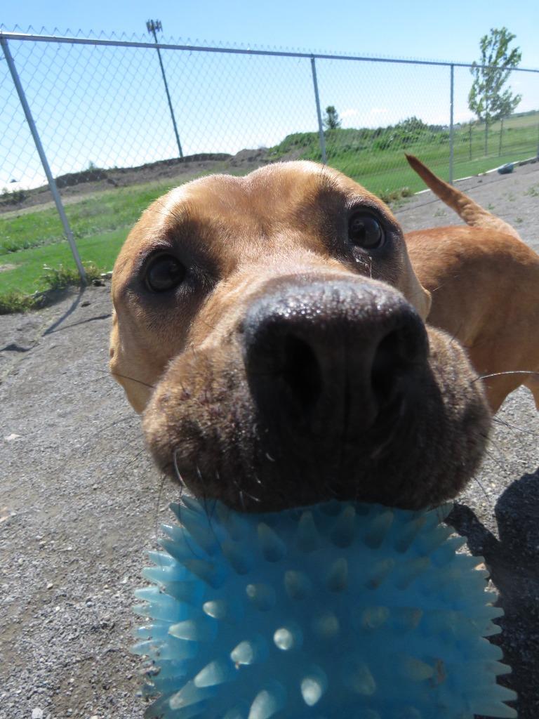 Enlarge Trillium, a Adoptable mixed breed in Van Wert, OH image 2/4