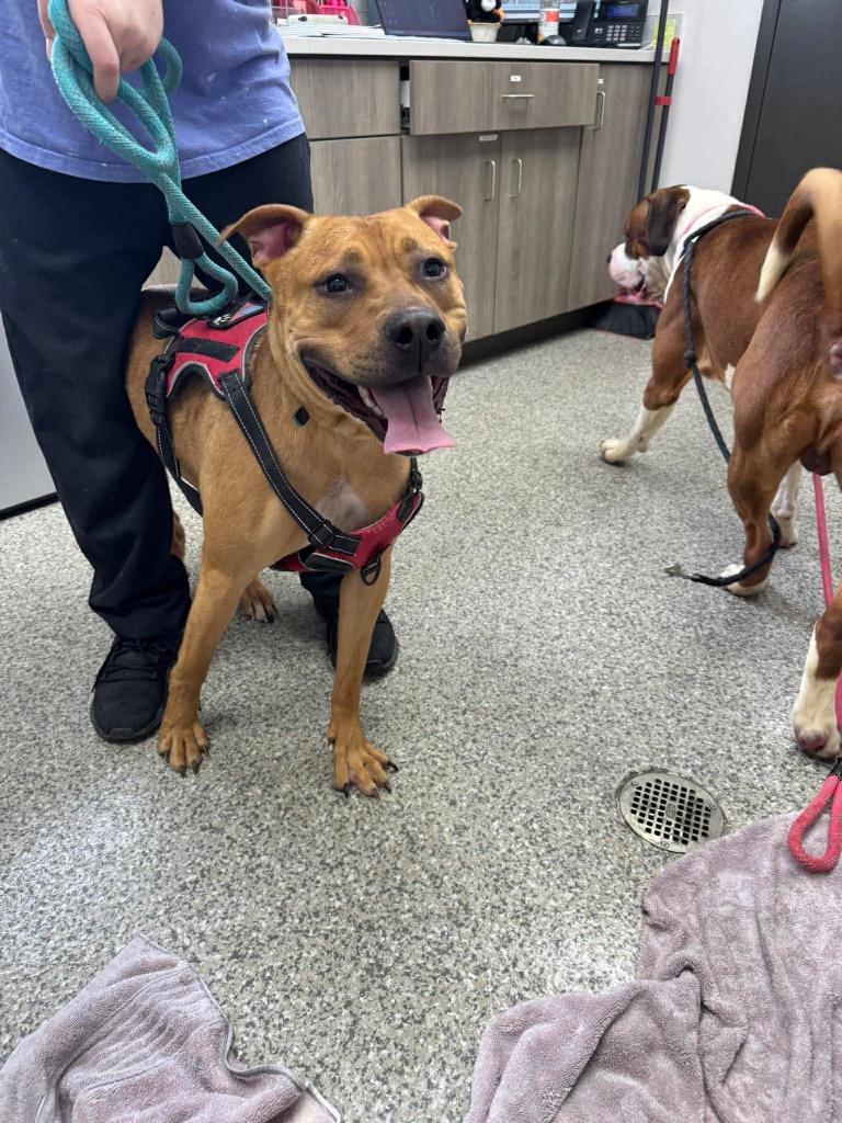 Enlarge Trillium, a Adoptable mixed breed in Van Wert, OH image 3/4