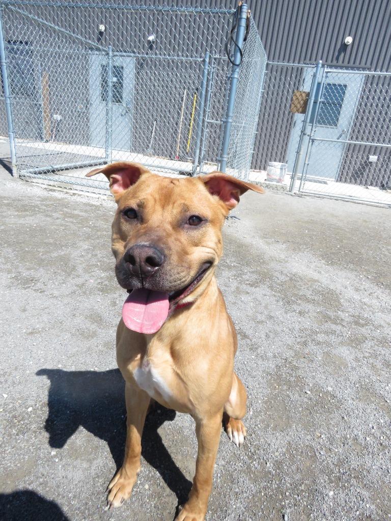 Enlarge Trillium, a Adoptable mixed breed in Van Wert, OH image 4/4