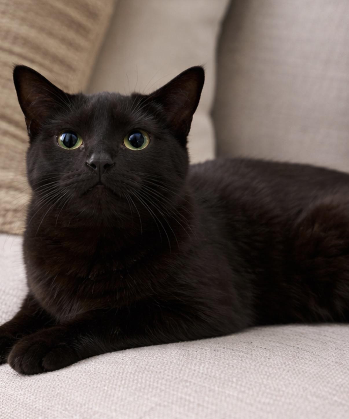 Enlarge Itsy , an adopted Domestic Short Hair in Old Bridge, NJ image 2/2