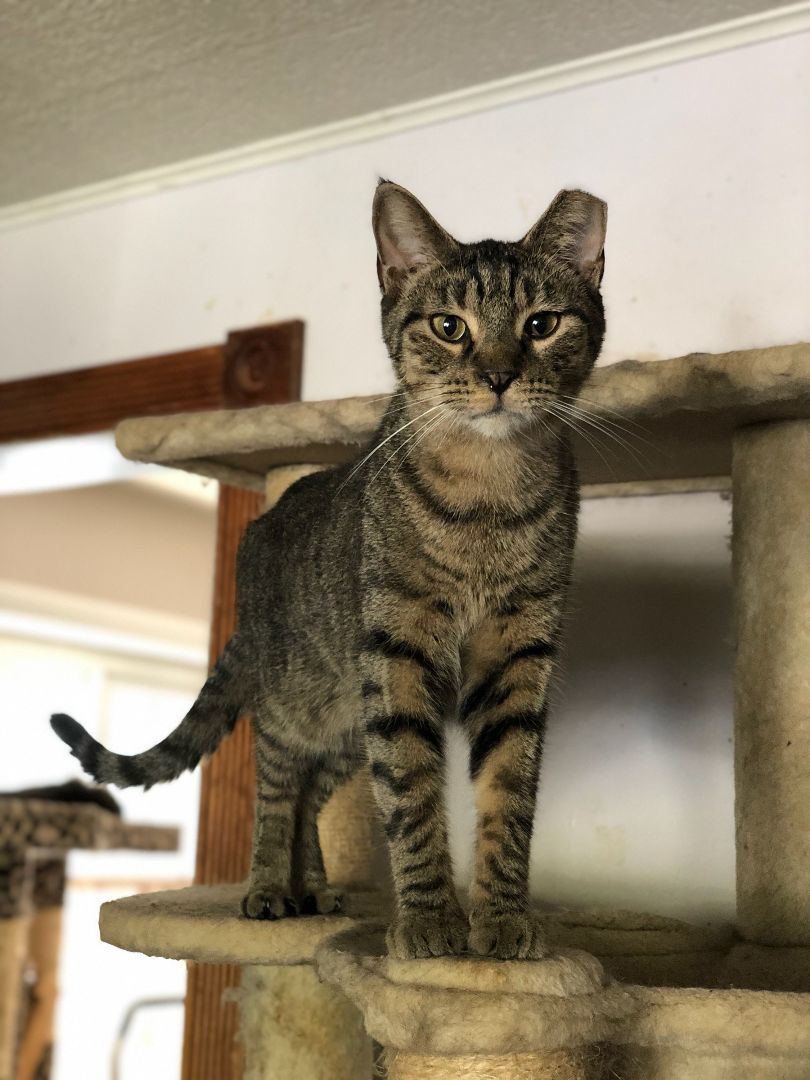 Watson, an adoptable Domestic Short Hair in New Baltimore, MI_image-1