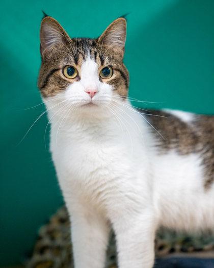 Enlarge Nuggy, a Adoptable mixed breed in Pequot Lakes, MN image 1/1