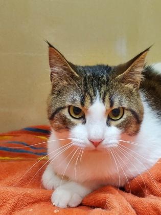 Enlarge Nuggy, a Adoptable mixed breed in Pequot Lakes, MN image 1/2