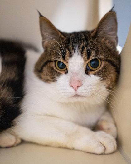 Enlarge Nuggy, a Adoptable mixed breed in Pequot Lakes, MN image 2/2