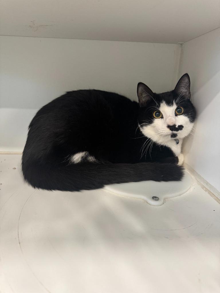 Ollie, Adoptable, Young Male Domestic Short Hair.