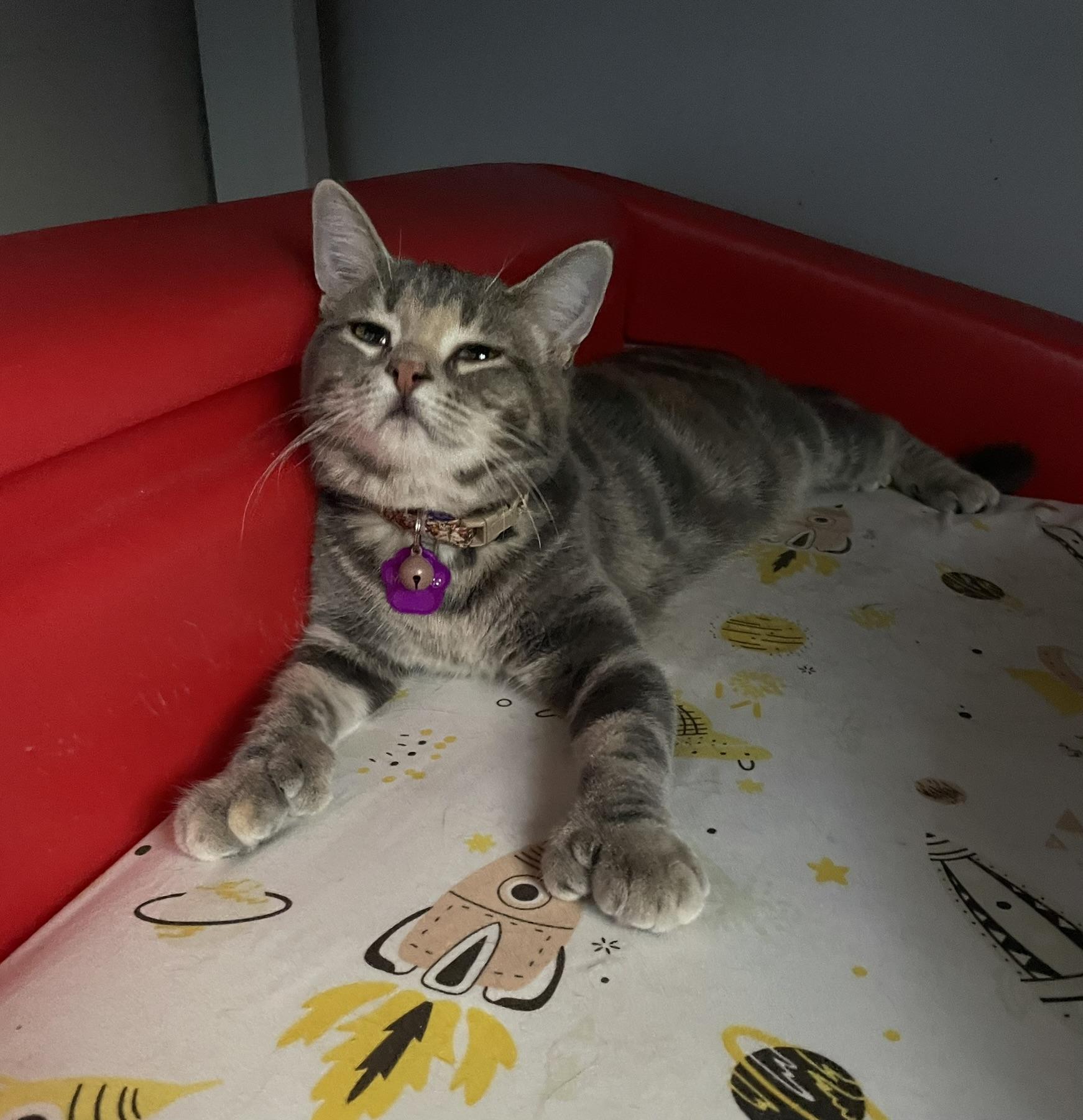 Enlarge MADELEINE, a ADOPTABLE Domestic Short Hair in Grand Rapids, MI image 3/5