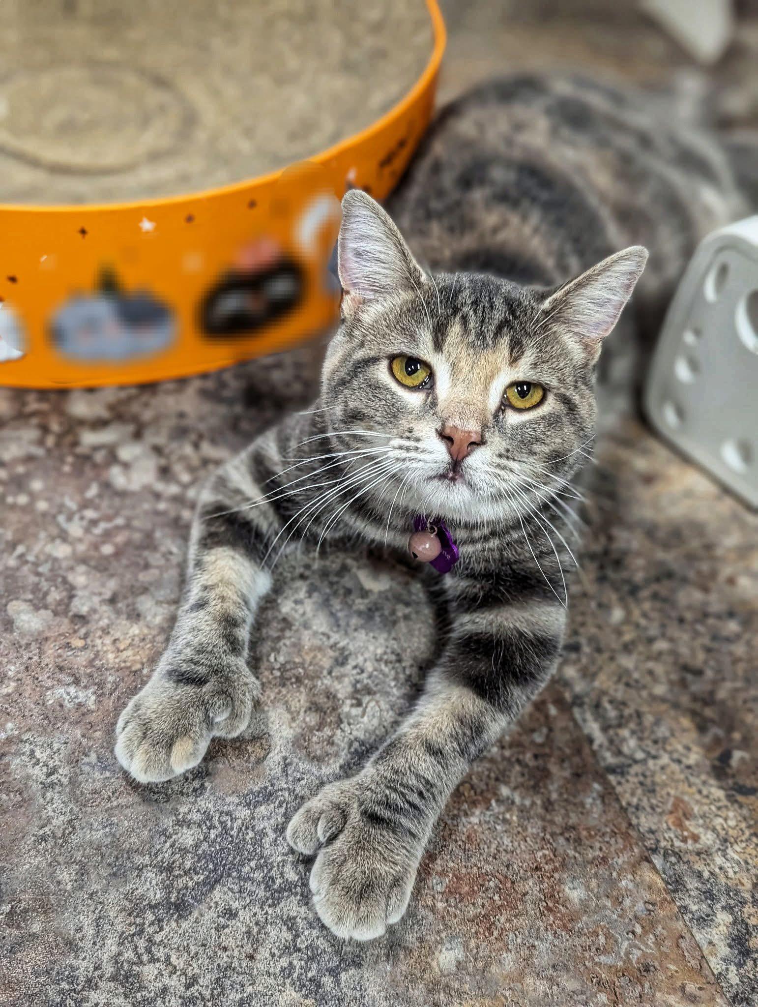 Enlarge MADELEINE, a ADOPTABLE Domestic Short Hair in Grand Rapids, MI image 1/5