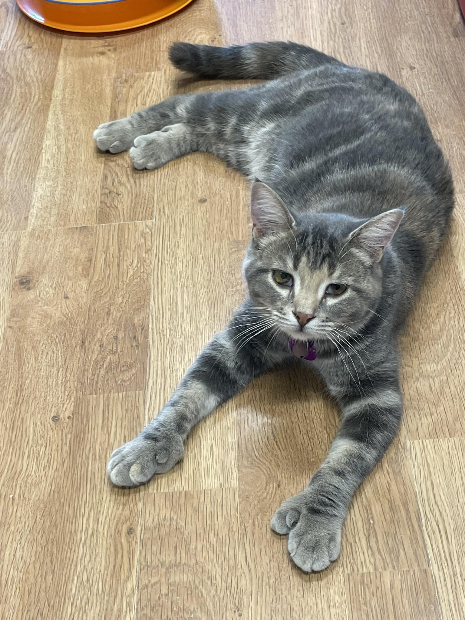 Enlarge MADELEINE, a ADOPTABLE Domestic Short Hair in Grand Rapids, MI image 2/5