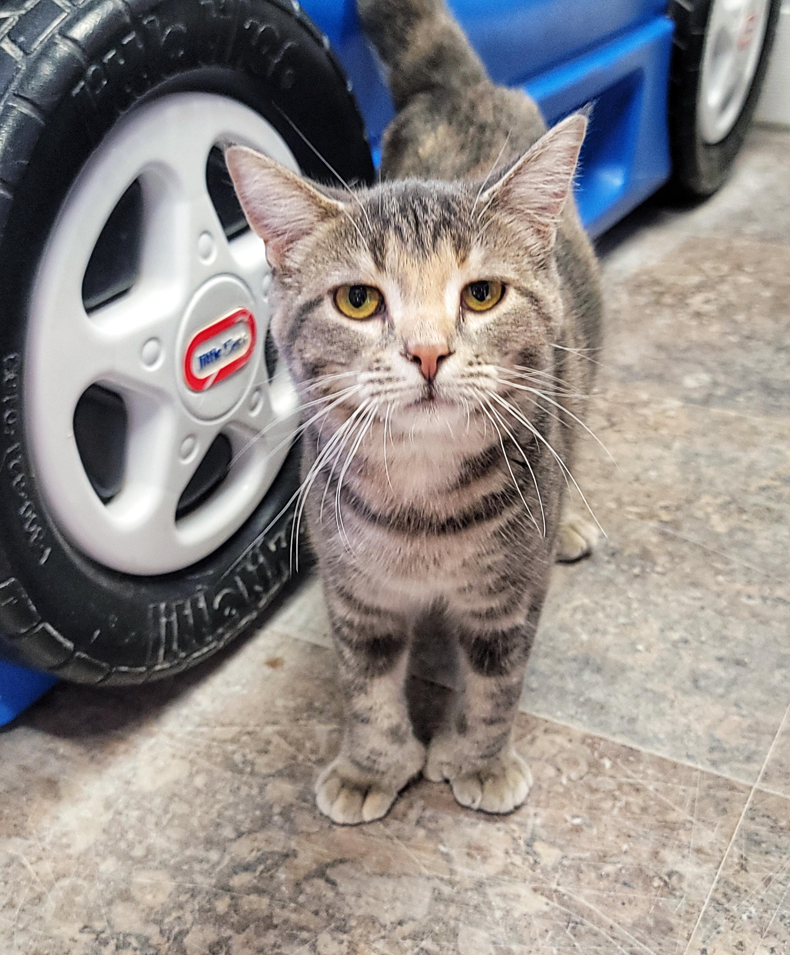 Enlarge MADELEINE, a ADOPTABLE Domestic Short Hair in Grand Rapids, MI image 4/5