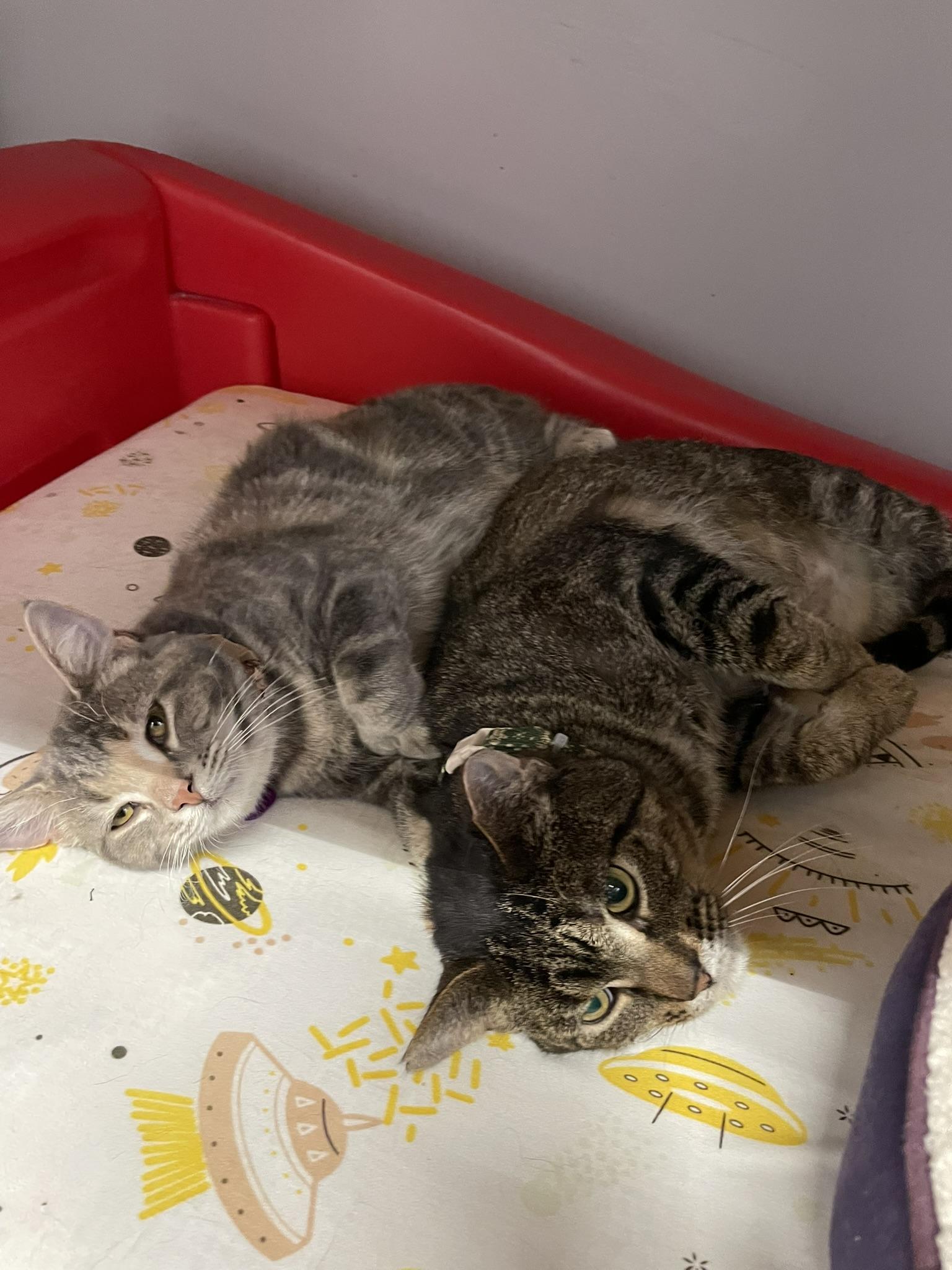 Enlarge MADELEINE, a ADOPTABLE Domestic Short Hair in Grand Rapids, MI image 5/5