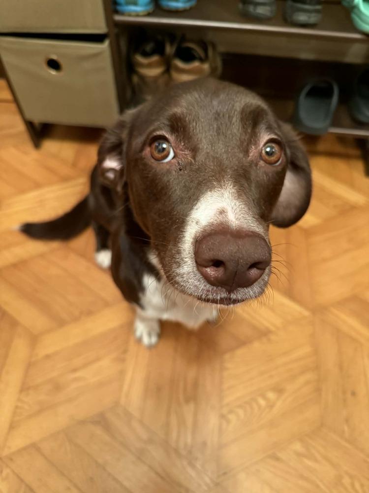 Enlarge Lizzie, an adopted mixed breed in San Francisco, CA image 3/5