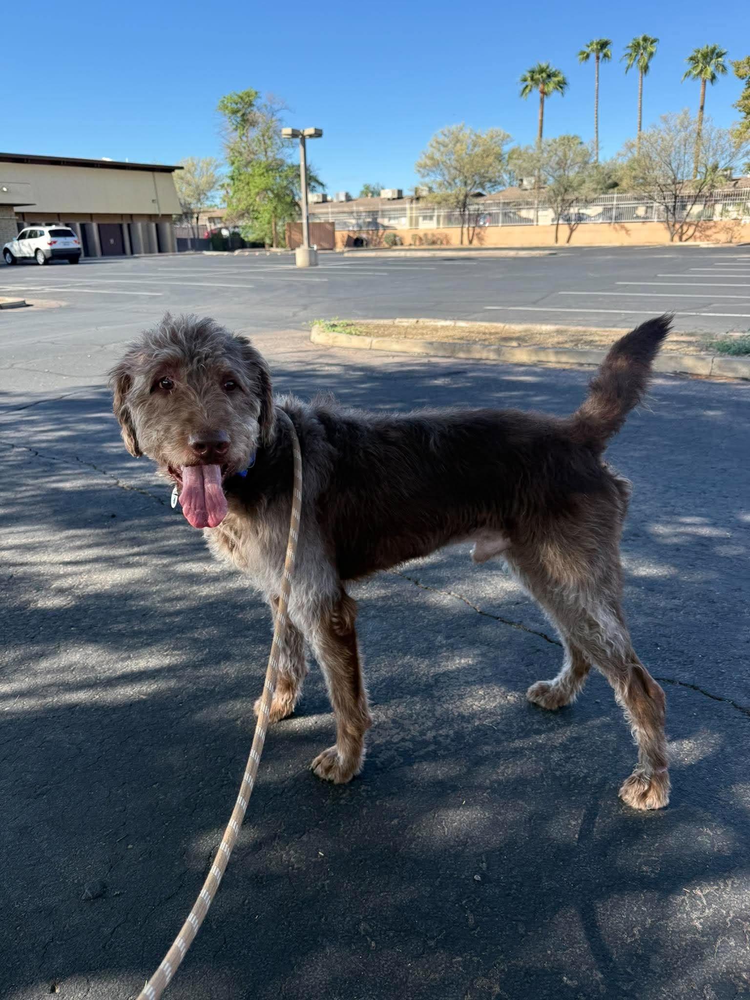 Hubert, Adoptable, Adult Male Labradoodle.