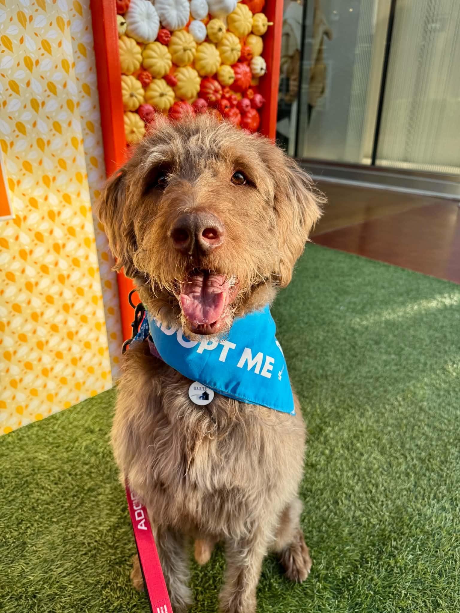 Hubert, Adoptable, Adult Male Labradoodle.