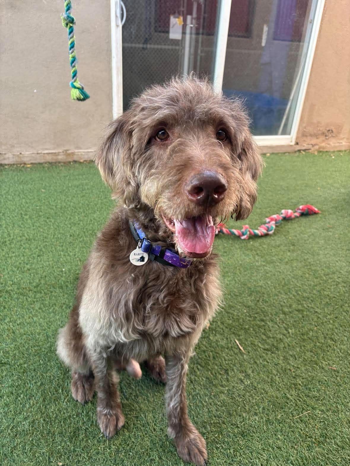 Enlarge Hubert, a Adoptable mixed breed in Phoenix, AZ image 2/5