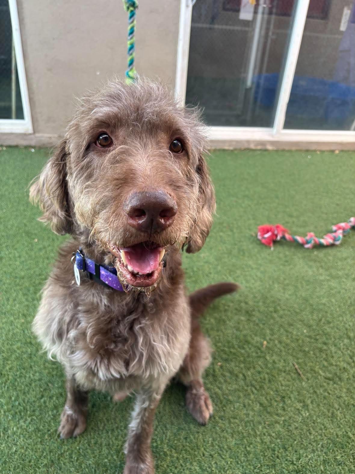 Enlarge Hubert, a Adoptable mixed breed in Phoenix, AZ image 4/5
