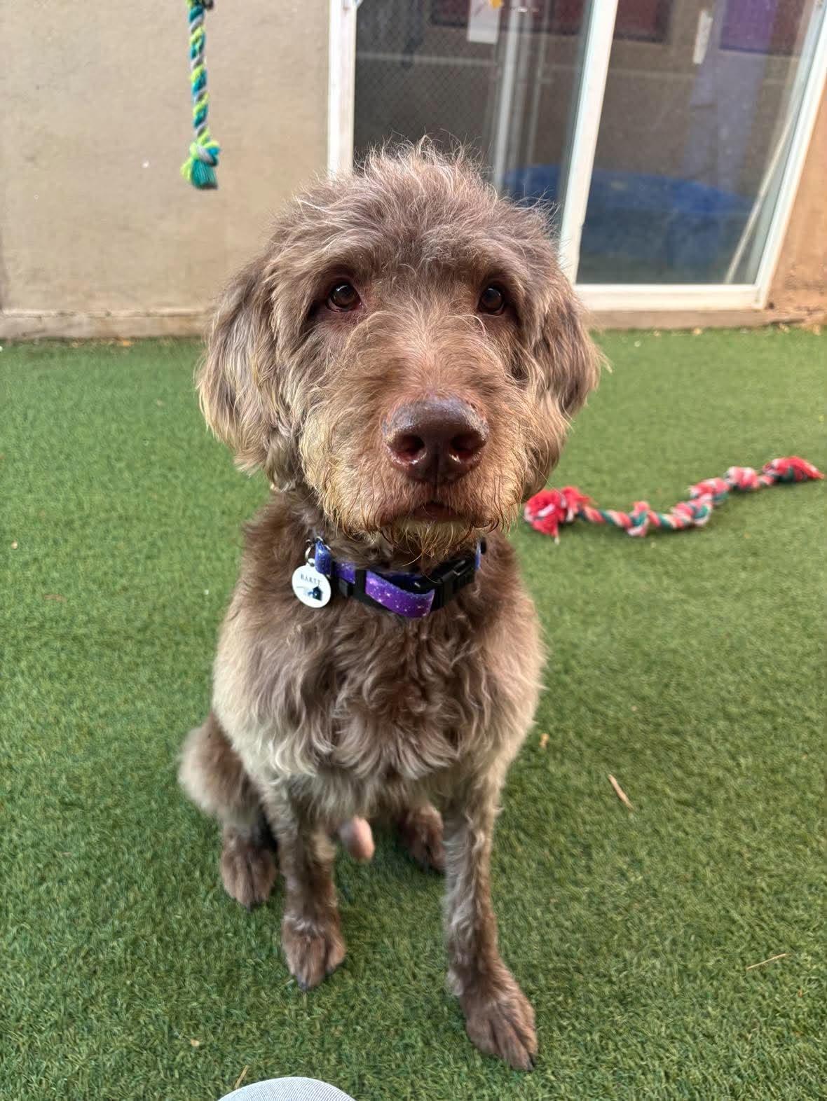 Enlarge Hubert, a Adoptable mixed breed in Phoenix, AZ image 3/5