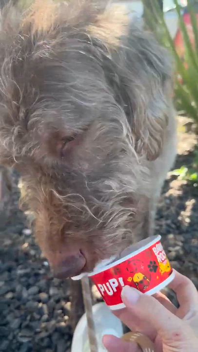 Enlarge Hubert, a Adoptable mixed breed in Phoenix, AZ video 5/5