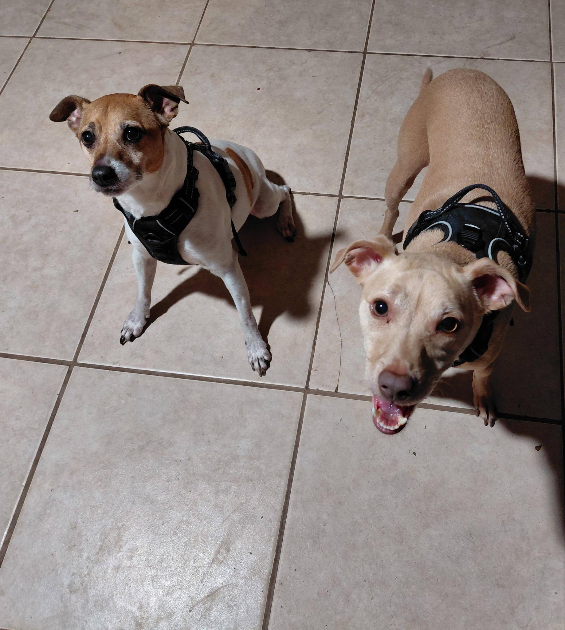 Biscuit & Buster, ADOPTABLE, Adult Male Rat Terrier & Mixed Breed.