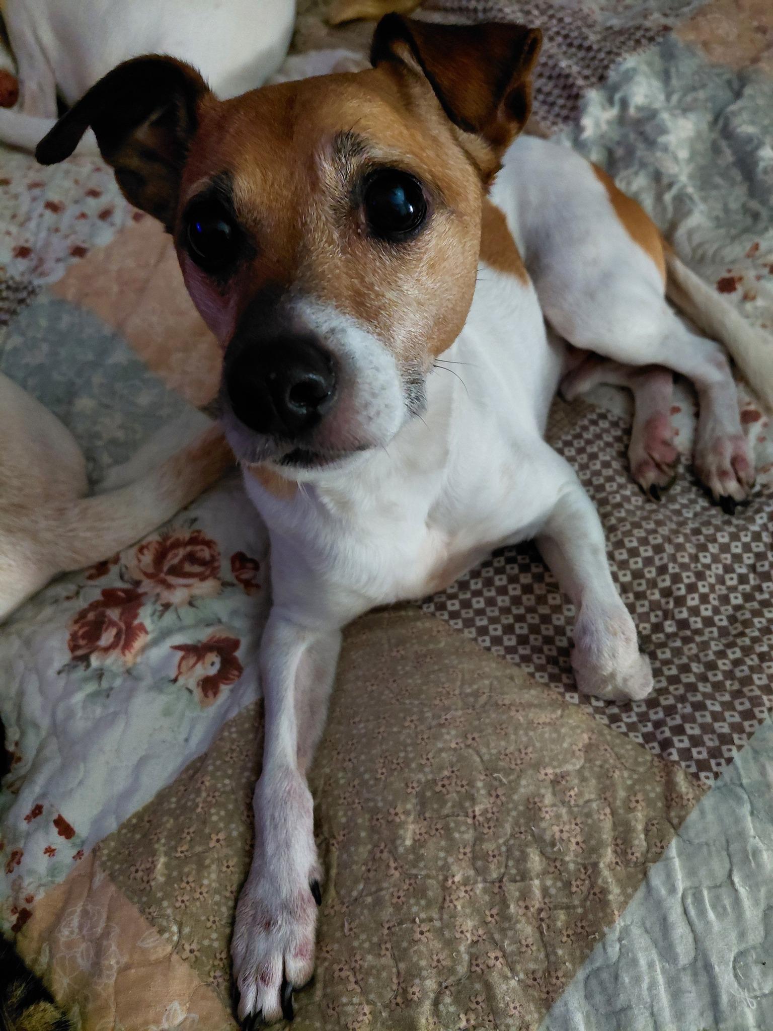 Enlarge Biscuit, a ADOPTABLE mixed breed in Jacksonville, FL image 1/2