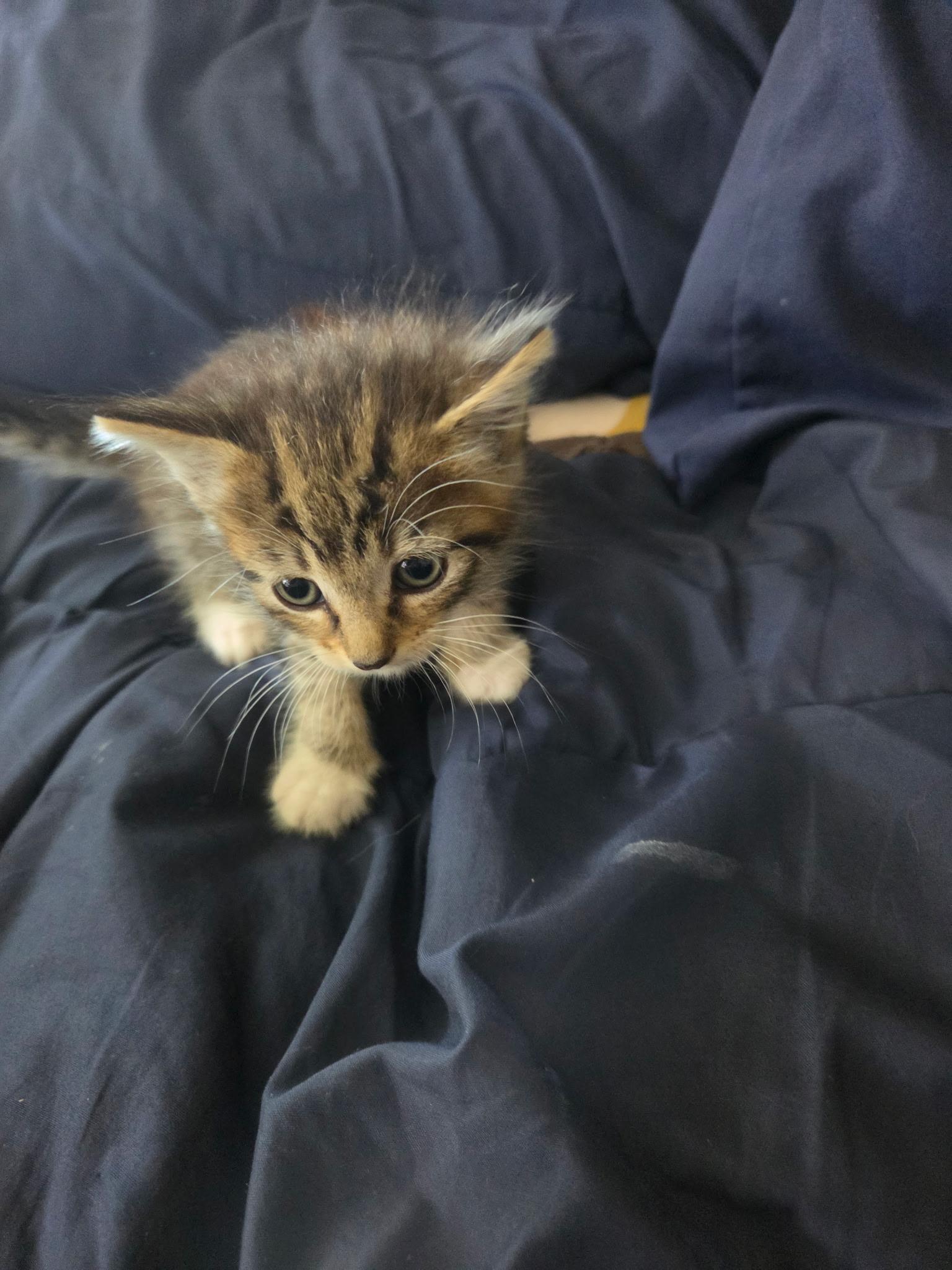 Enlarge Fern, a Adoptable Domestic Medium Hair in Long Beach, CA image 4/6