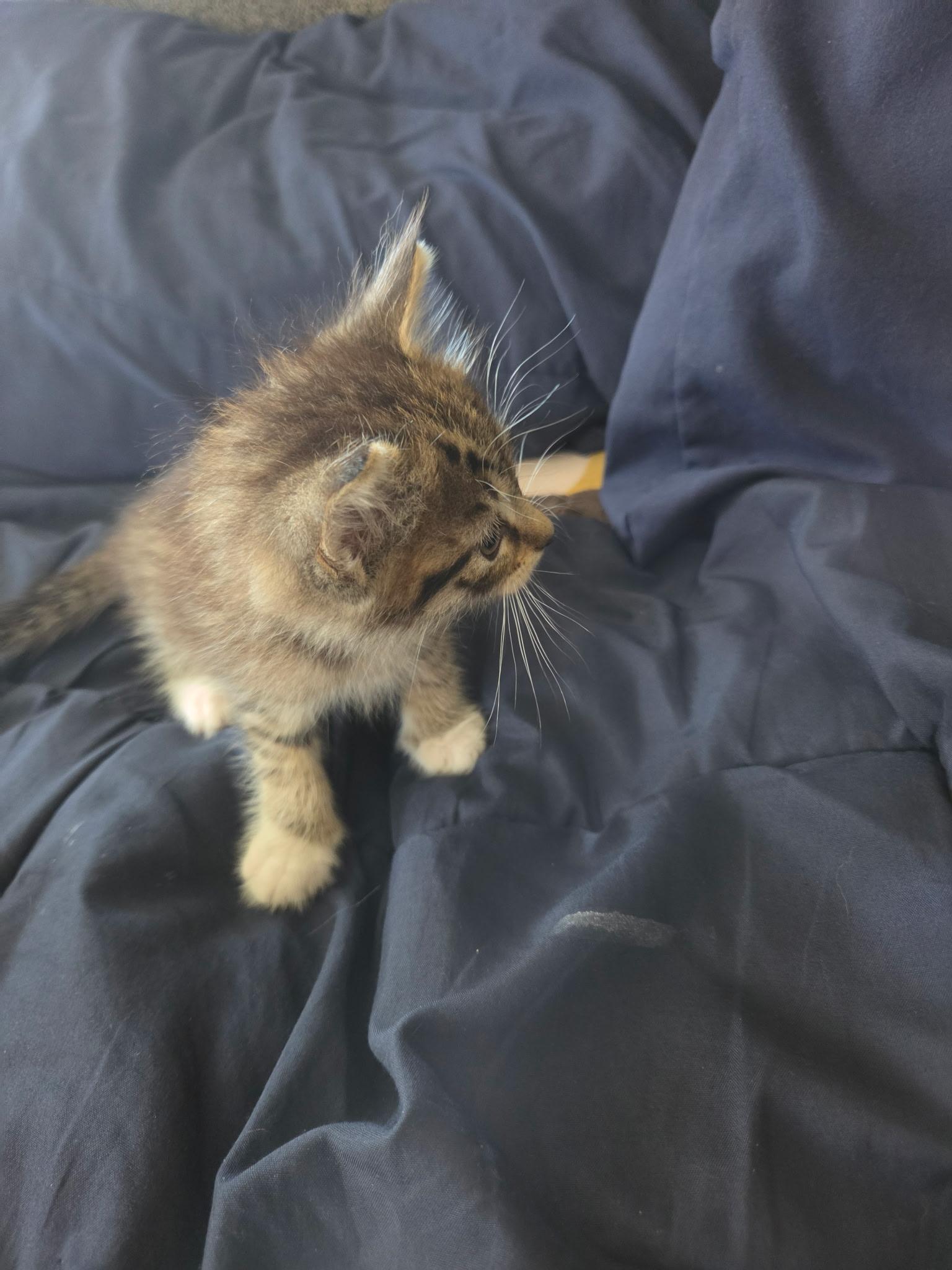 Enlarge Fern, a Adoptable Domestic Medium Hair in Long Beach, CA image 5/6