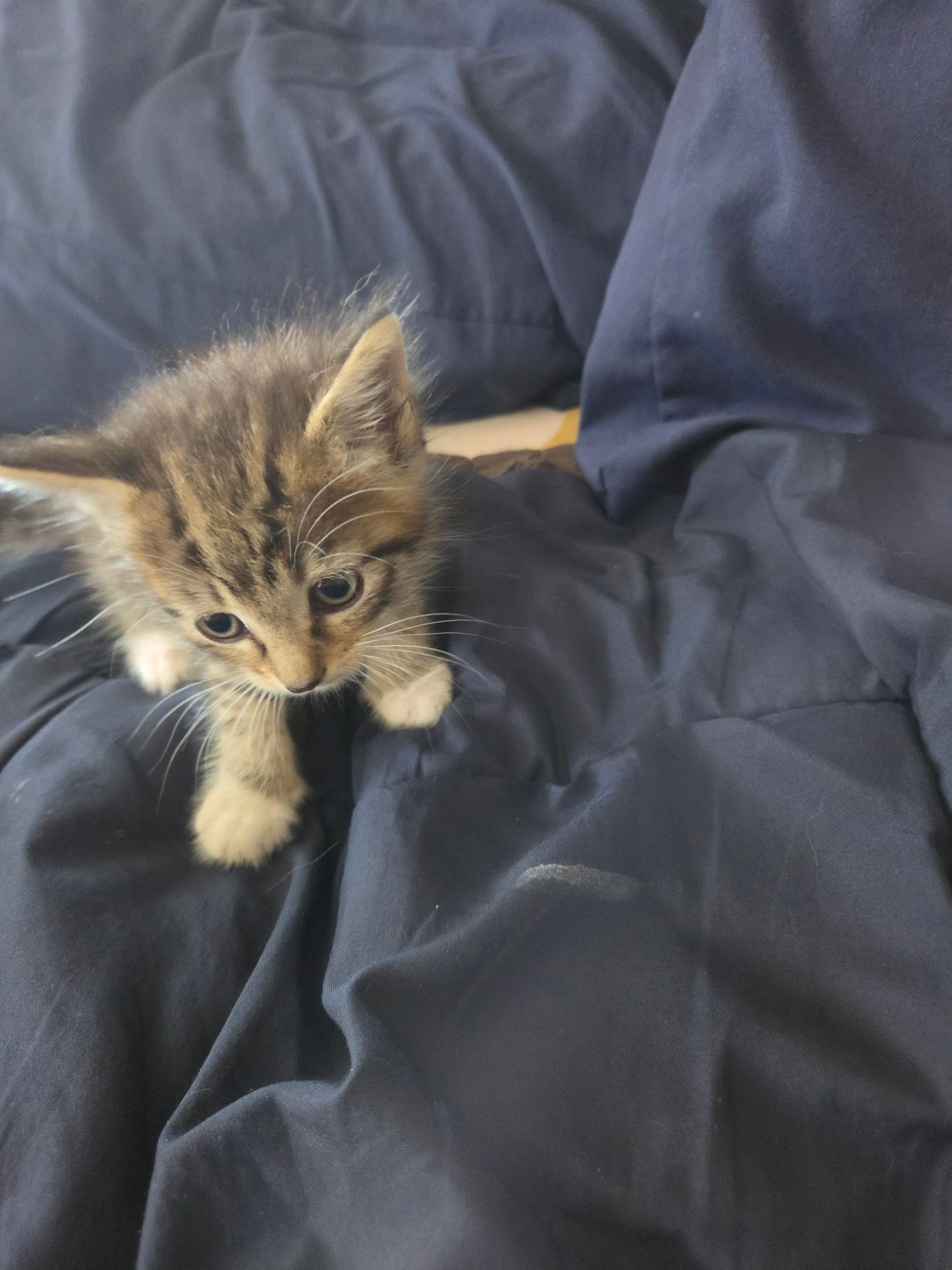 Enlarge Fern, a Adoptable Domestic Medium Hair in Long Beach, CA image 6/6