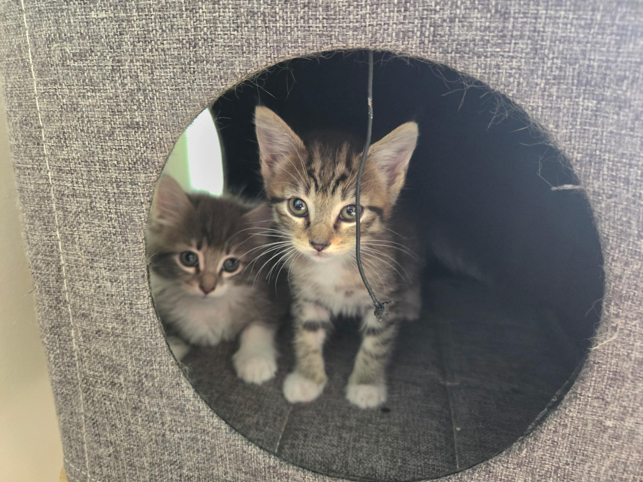 Enlarge Fern, a Adoptable Domestic Medium Hair in Long Beach, CA image 1/6