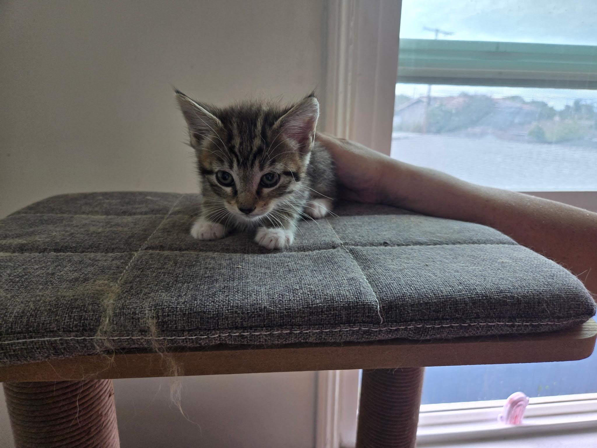 Enlarge Fern, a Adoptable Domestic Medium Hair in Long Beach, CA image 2/6