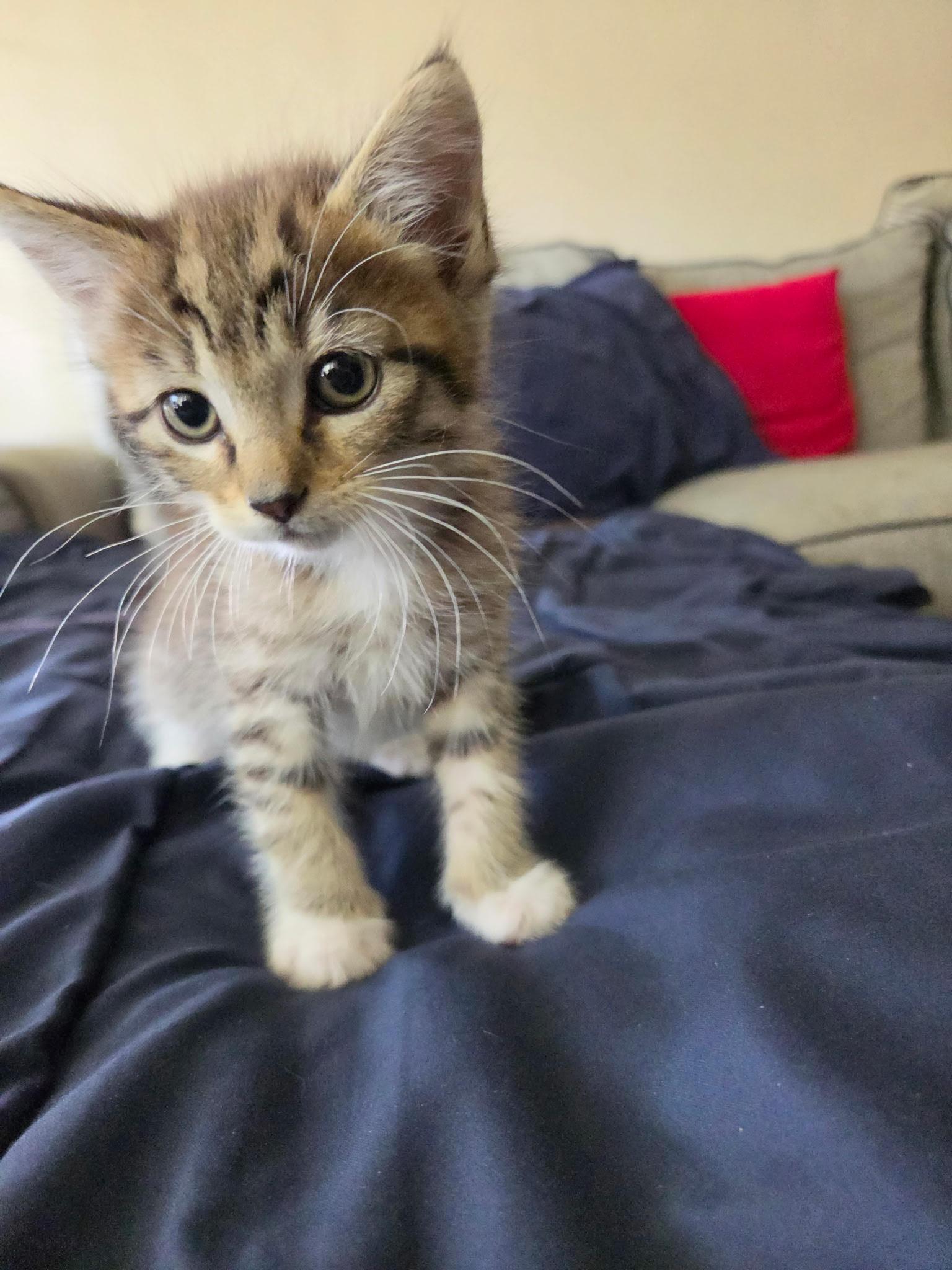 Fern, Adoptable, Kitten Male Domestic Medium Hair.