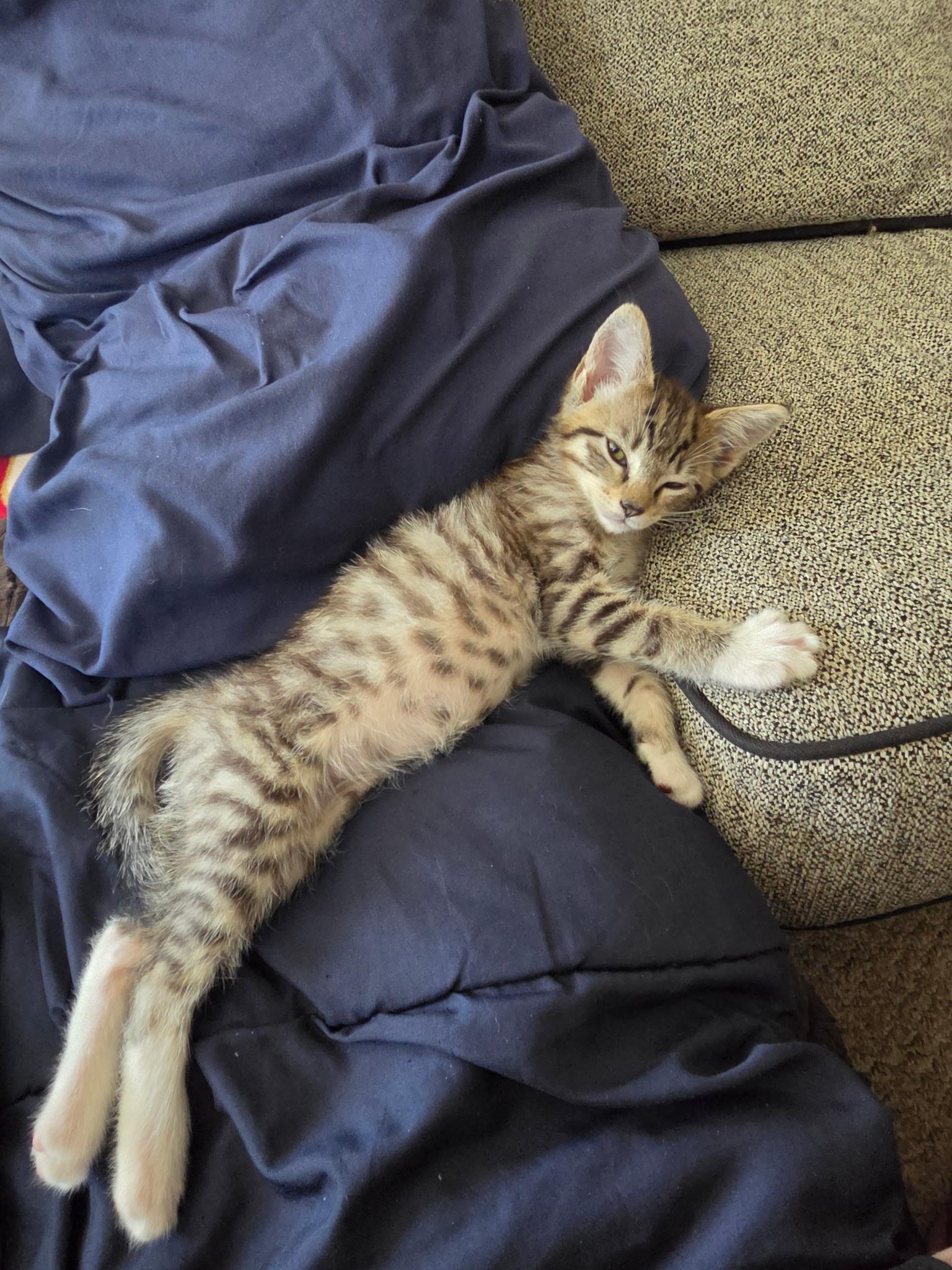 Fern, a Adoptable Domestic Medium Hair in Long Beach, CA image 4/5