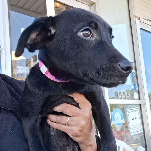 Rosey, Adopted, Puppy Female Black Labrador Retriever.
