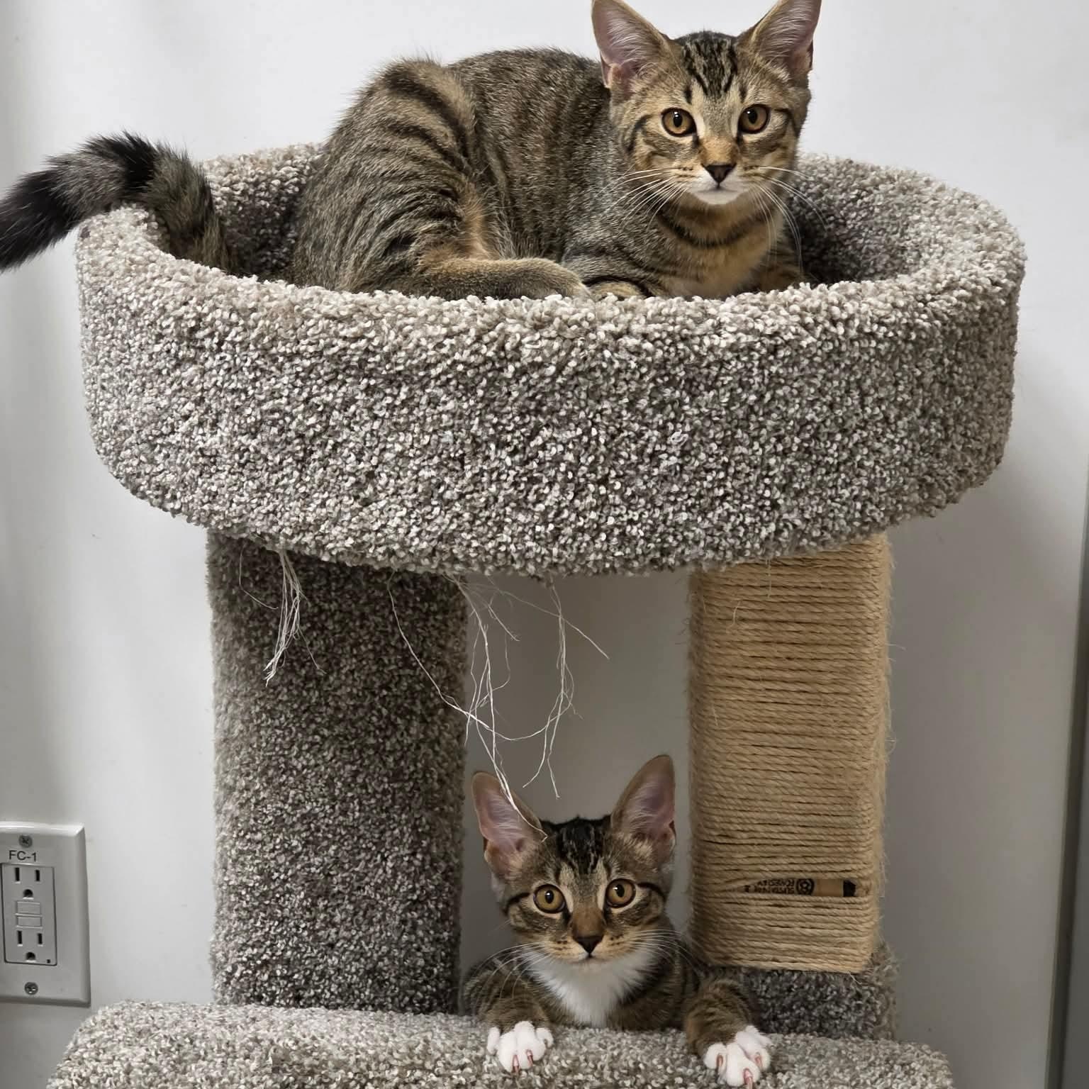 Kasey and Kaleb (bonded pair), Adoptable, Kitten Male Domestic Short Hair.